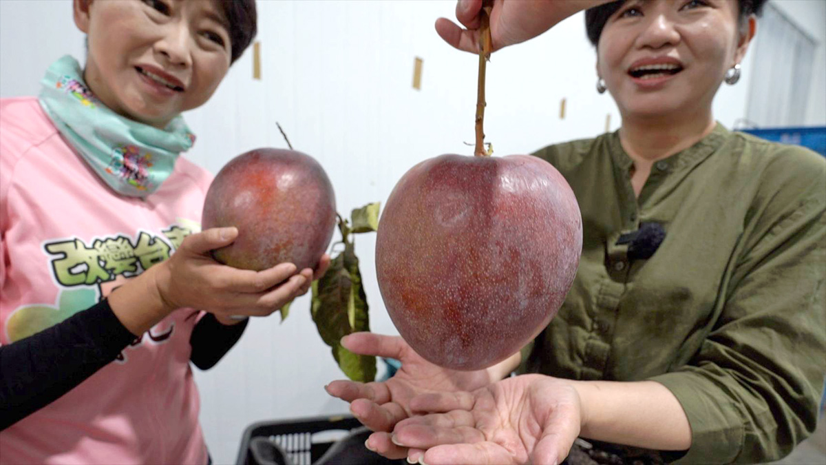 比臉大的芒果。這是台南農民研發出來的「大蘋果芒果」，一顆要價1000元，目前只在精品超市販售。（圖／柯勝雄攝）