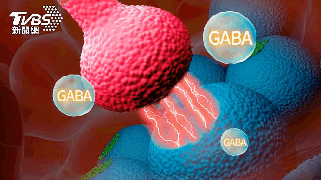 目前常見新一代安眠藥的作用方式為與中樞神經細胞膜上 GABA受體結合，達到鎮靜安眠效果。（圖／TVBS）