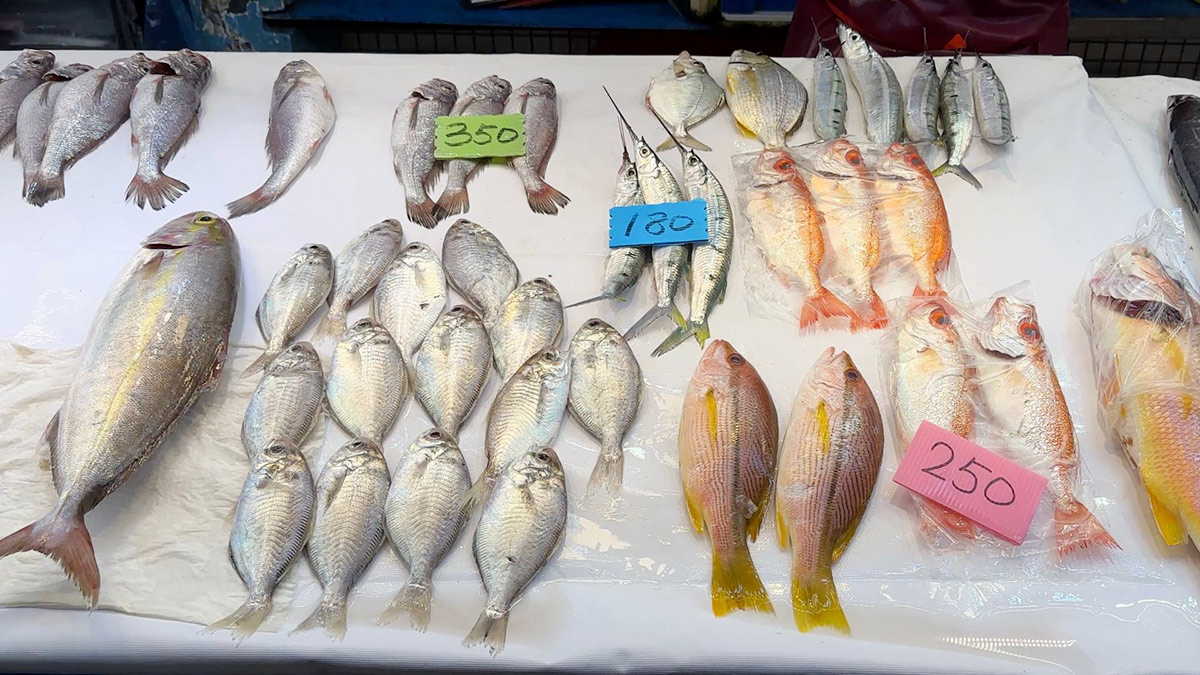 肉鯽仔一尾20元變100元！海水暖化，台灣國民魚在營養午餐消失