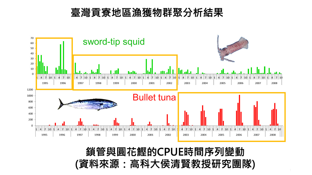 當鎖管捕獲量下降時,圓花鰹捕獲量增加。(圖/侯清賢副教授提供)