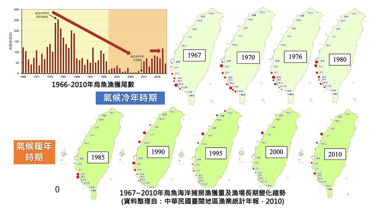台灣捕烏魚的海域在在1980年氣候冷年時期仍保持在嘉義以南,但從1985年氣候暖年開始,烏魚捕撈區域往北移動,1995年淡水出海口曾有漁民捕獲過烏魚。(圖/侯清賢副教授提供)