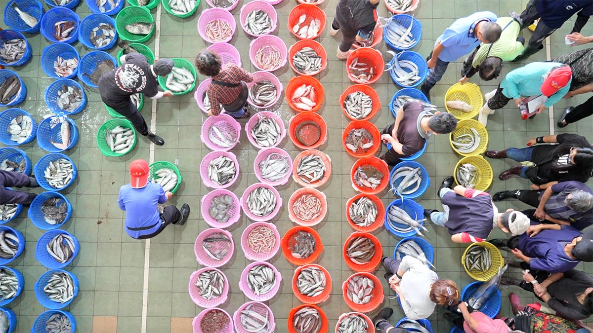 近年雜魚數量比經濟魚種多,整體漁獲量明顯萎縮。(圖/華子琛攝)
