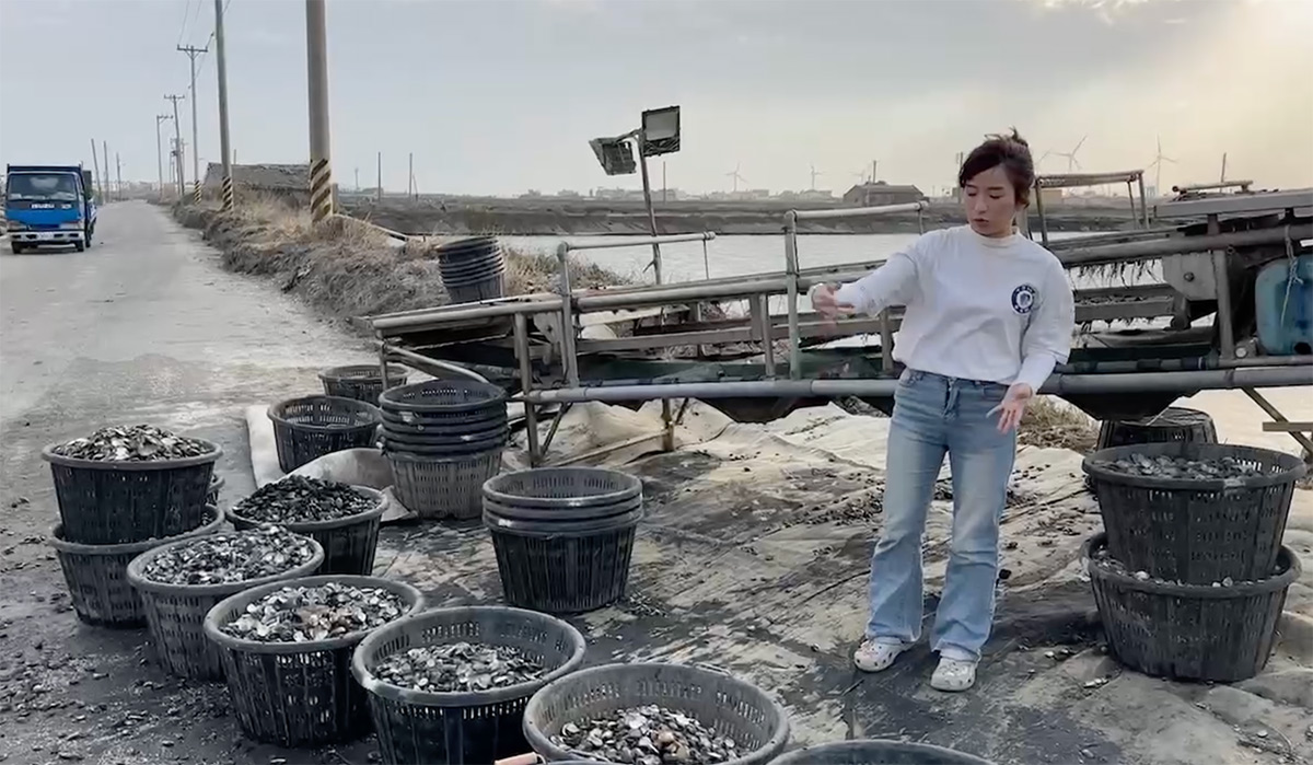 收成時,文蛤會一籃籃放在魚塭旁曝曬,這時受到高溫曝曬,文蛤會變得比較虛弱。(圖/陳詩璧攝)