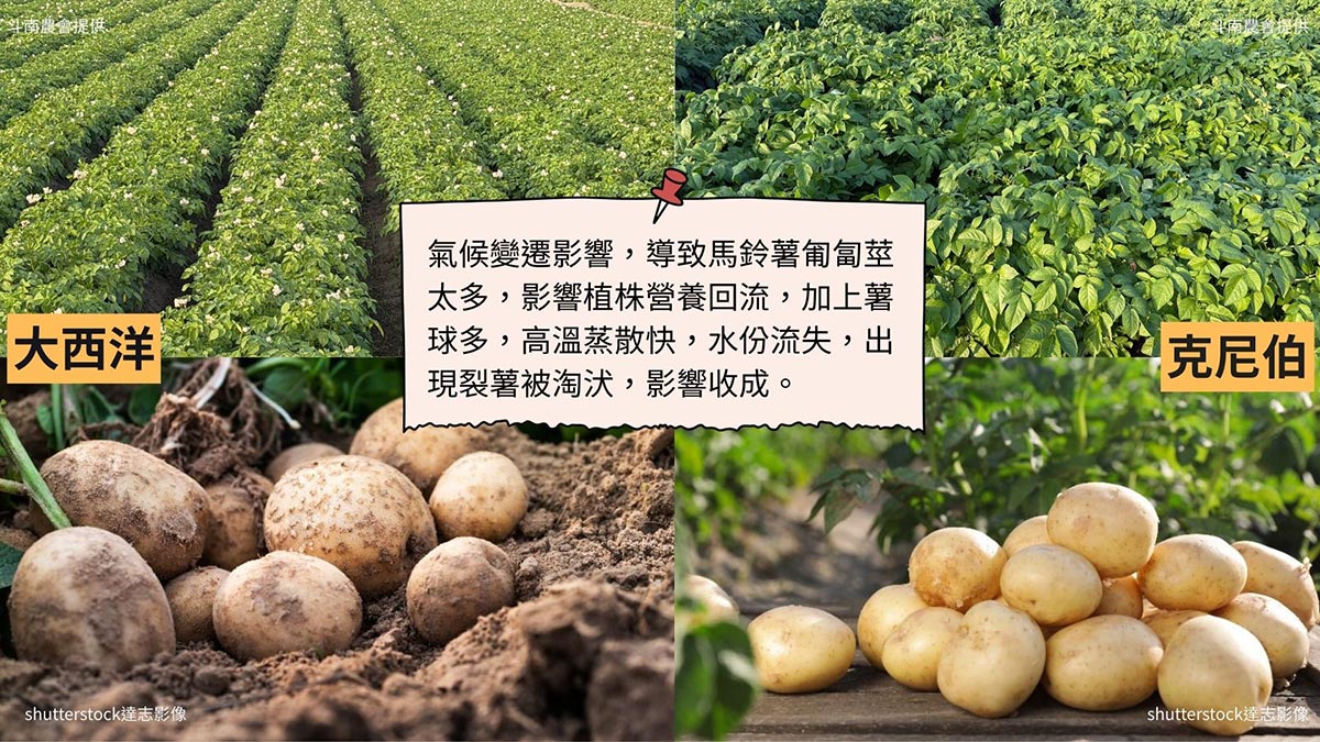 馬鈴薯也有欠收的情況,過去這幾年因為氣候變遷的關係,導致2個品種在種植時,還是會遇到高溫或乾旱的影響,導致「大西洋」、「克尼伯」出現裂薯或是塊莖過多又太小,影響整體收成。(圖/達志影像·斗南農會提供)