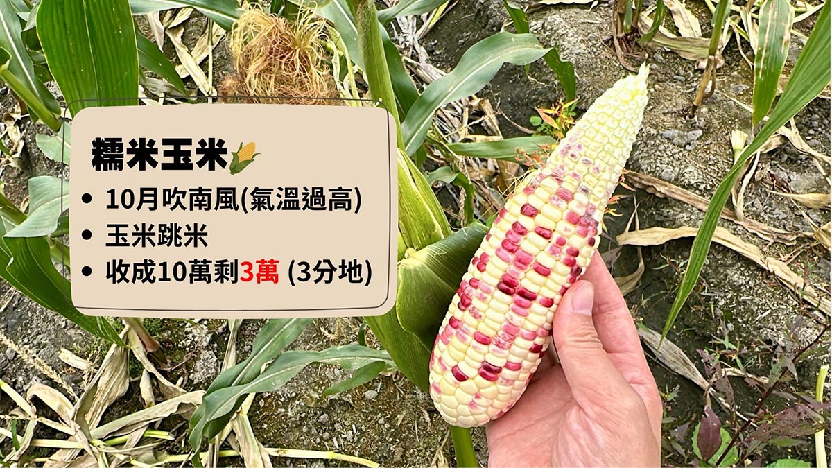 以糯米玉米來看,如果開花期遇到吹南風,就會出現跳米,一串有三分之一長不出來,批發商不收的情況下,農夫慘賠。(圖/陳詩璧攝)