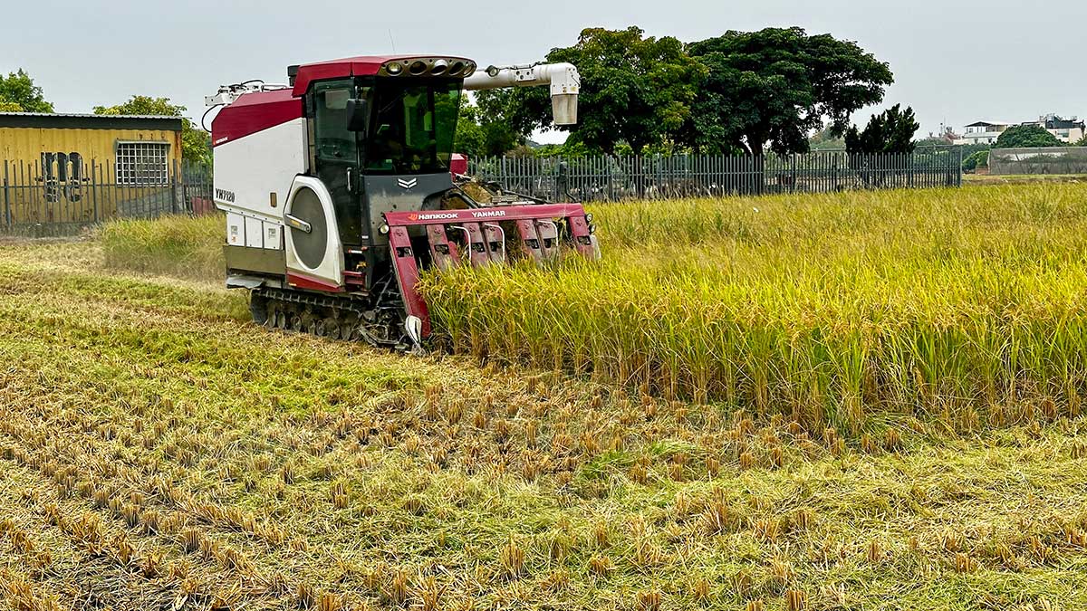 乾旱、暴雨接連襲台：稻米5年漲4.2元、玉米16年貴10元，氣候把主食變貴