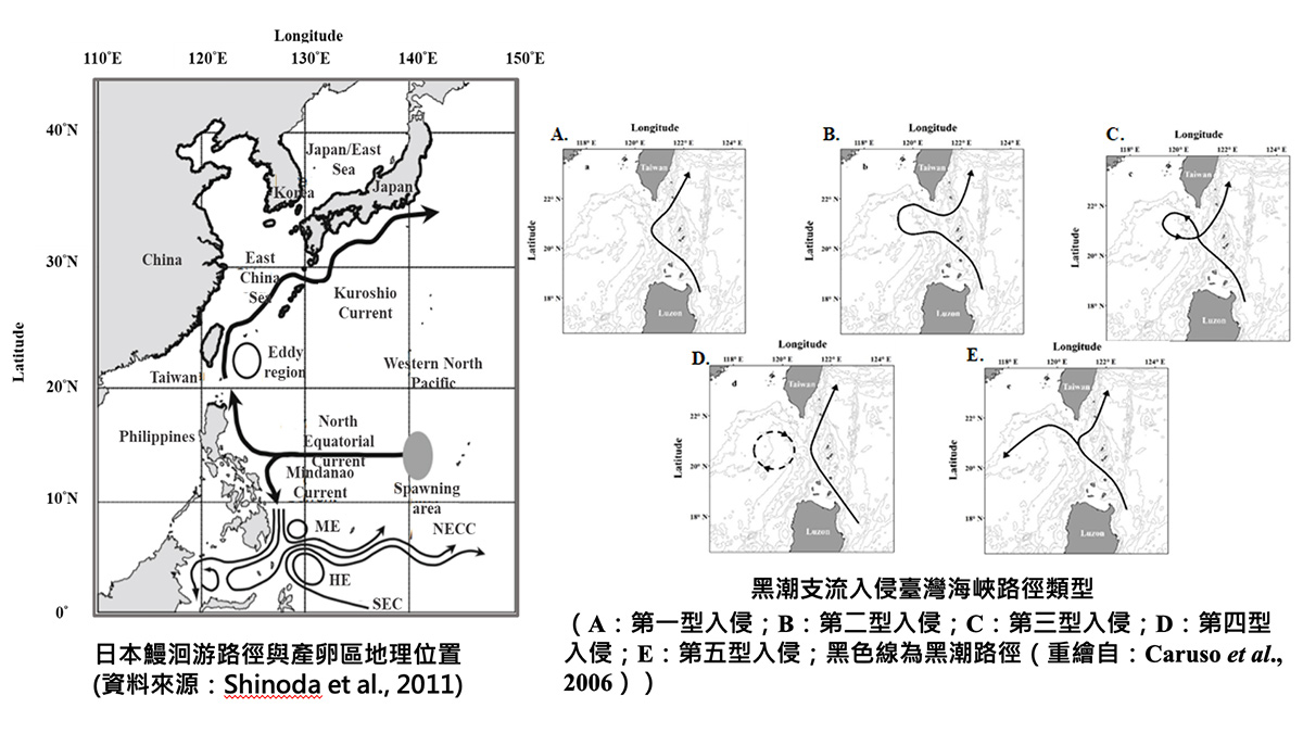 高科大漁業科技與管理系副教授侯清賢整理出日本鰻的洄游路線,黑潮對日本鰻影響很大。(圖/高科大侯清賢團隊提供)