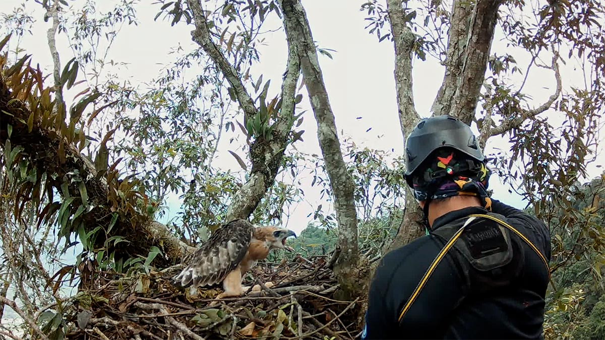 某次進入熊鷹棲地，攀樹師遭蜂群攻擊，被迫中斷工作。