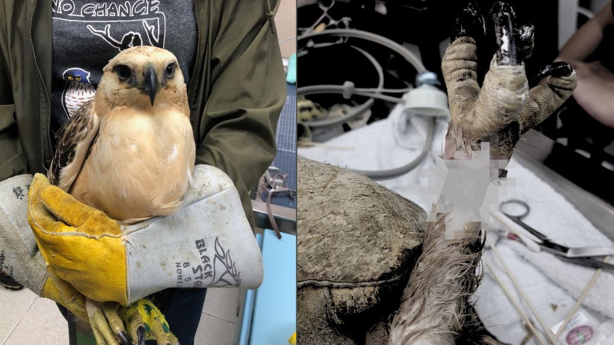 TVBS熊鷹特別報導 生物多樣性 熊鷹「雨水」送至猛禽研究會時，傷口很深。