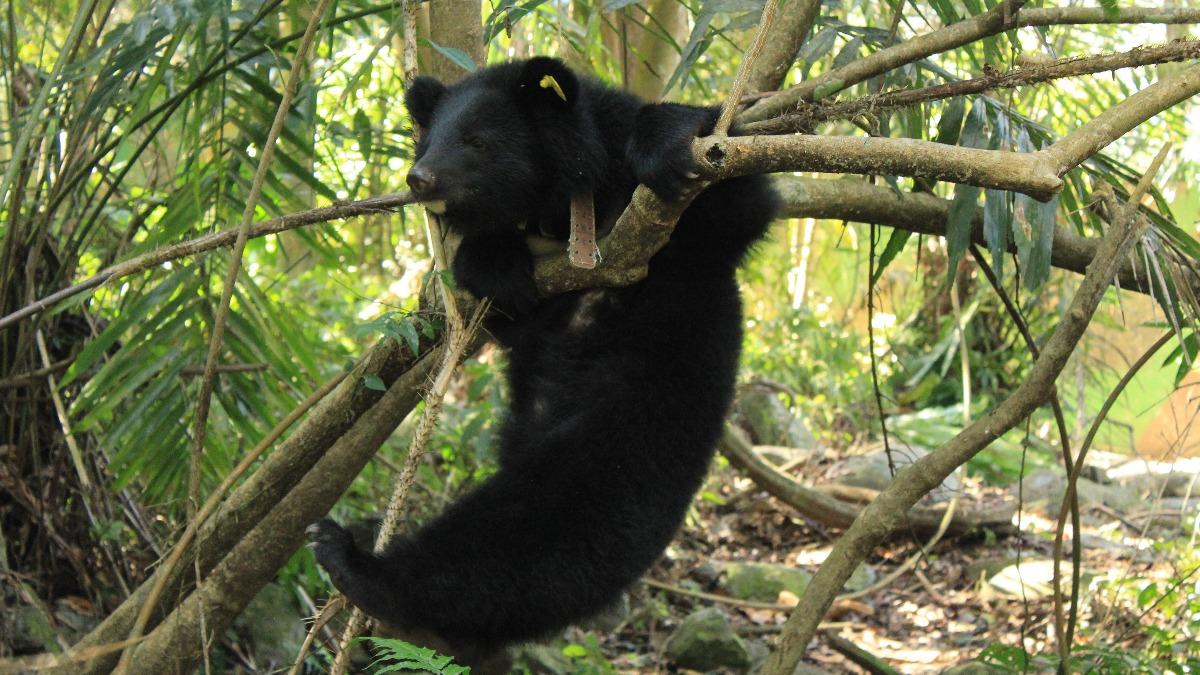 TVBS熊鷹特別報導 生物多樣性 台灣黑熊Mulas在人類照養過程，行為豐富。
