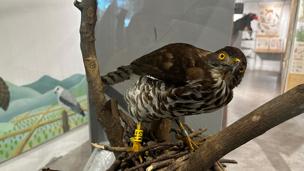 生物多樣性危機 「今日鳥類，明日人類」？從高山到都市生存，猛禽、夏候鳥面臨嚴峻警訊
