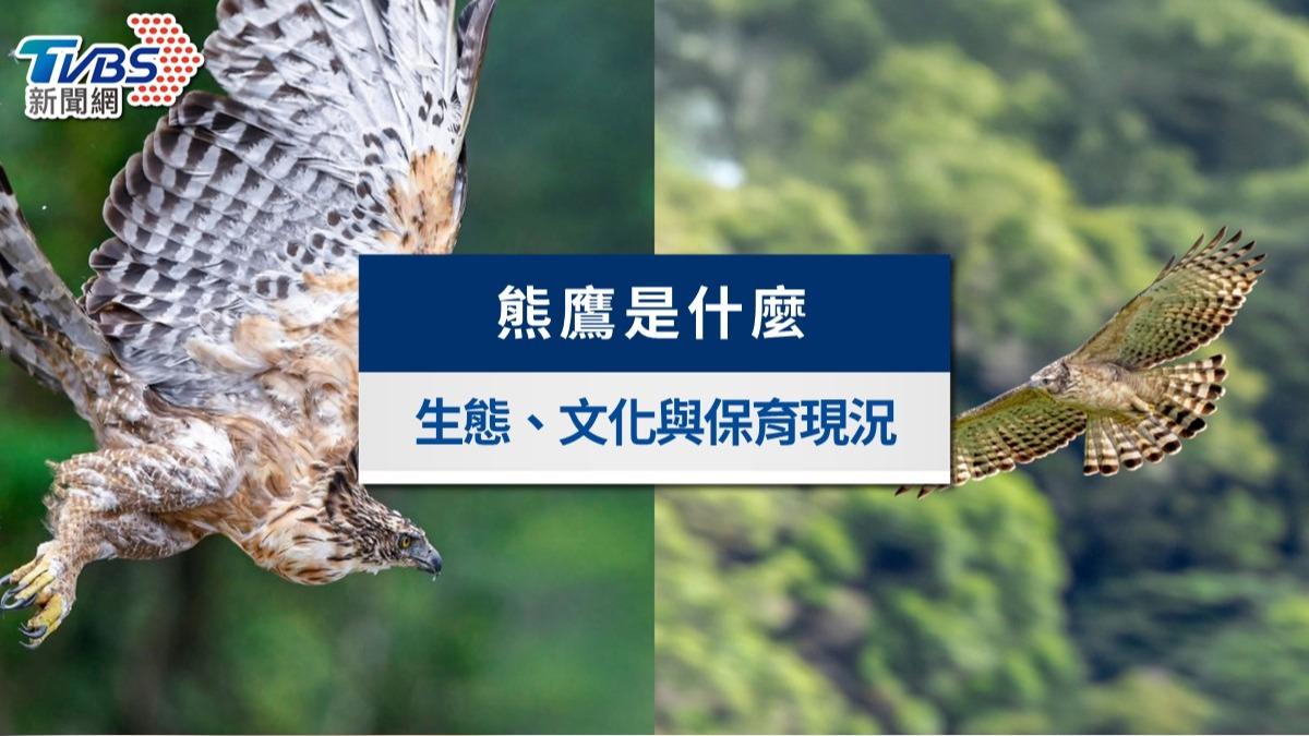 熊鷹懶人包 台灣熊鷹是什麼？體型最魁梧的瀕危猛禽、老鷹差別與保育危機全解析