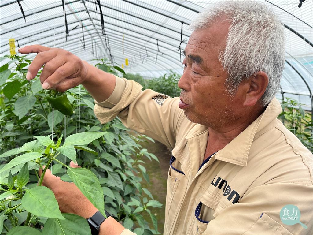 日本北海道東神樂町「北川能園」配合當地三所小學的農園採摘體驗活動，讓學童親自採摘和生吃最討厭的蔬菜之一「青椒」。（林玉婷攝）