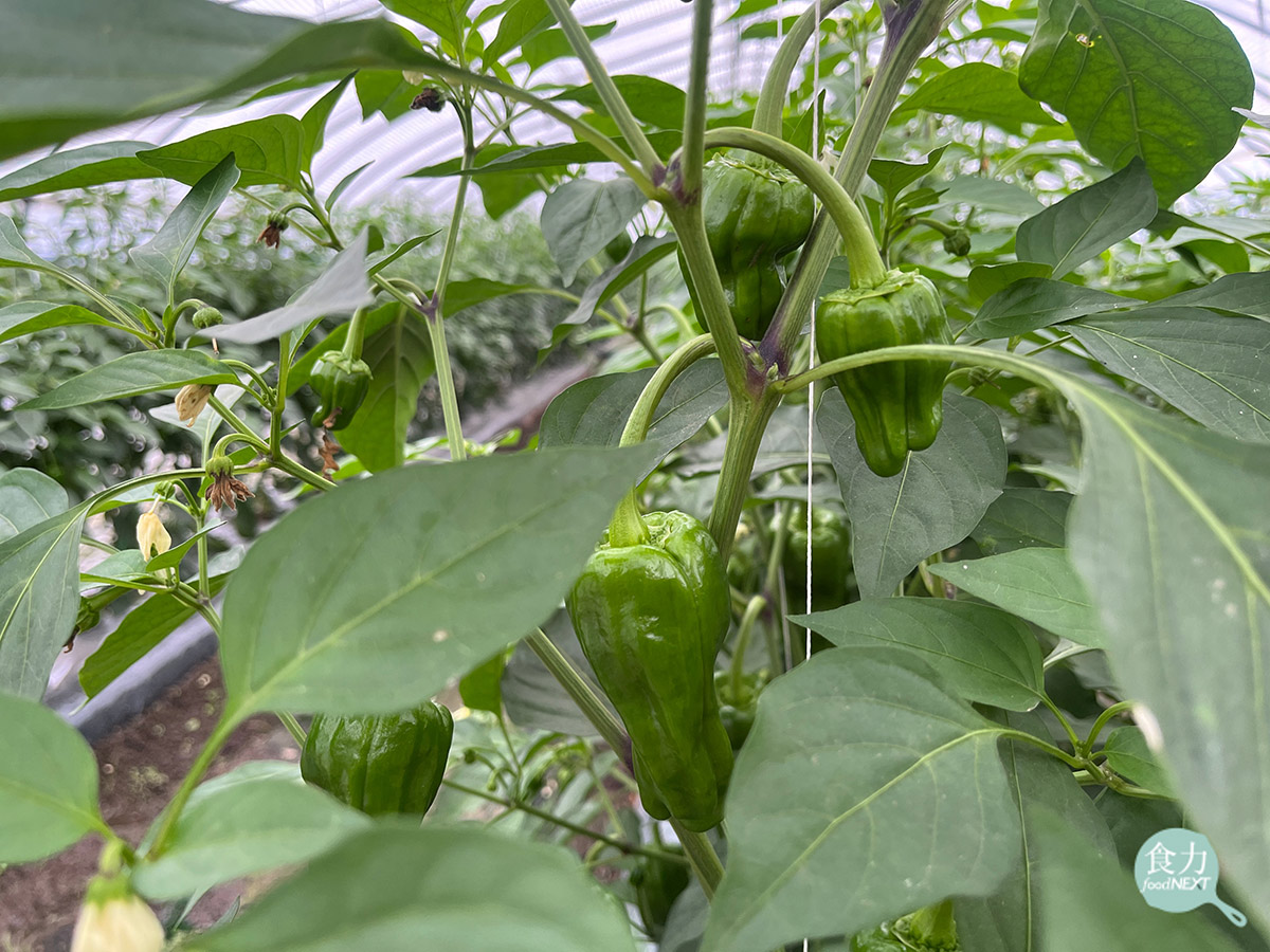 北川能園的青椒為有機種植，學童來到此處可以了解青椒是如何生長、親手採摘，還能現場嘗試生青椒的味道。（林玉婷攝）