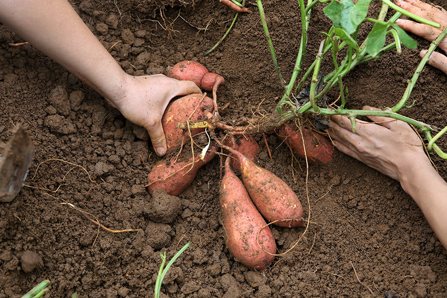 健康的土壤含有較多的有機質、腐植質，形塑出適合植物生長的土壤理化性質。（攝影：連慧玲）