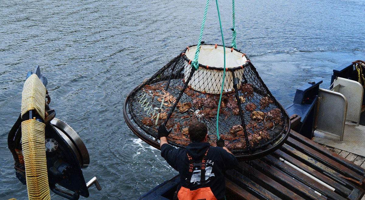 美國阿拉斯加松葉蟹（雪蟹）產量銳減70億隻，當局宣布取消松葉蟹捕撈季。© Vintagepix / shutterstock.com
