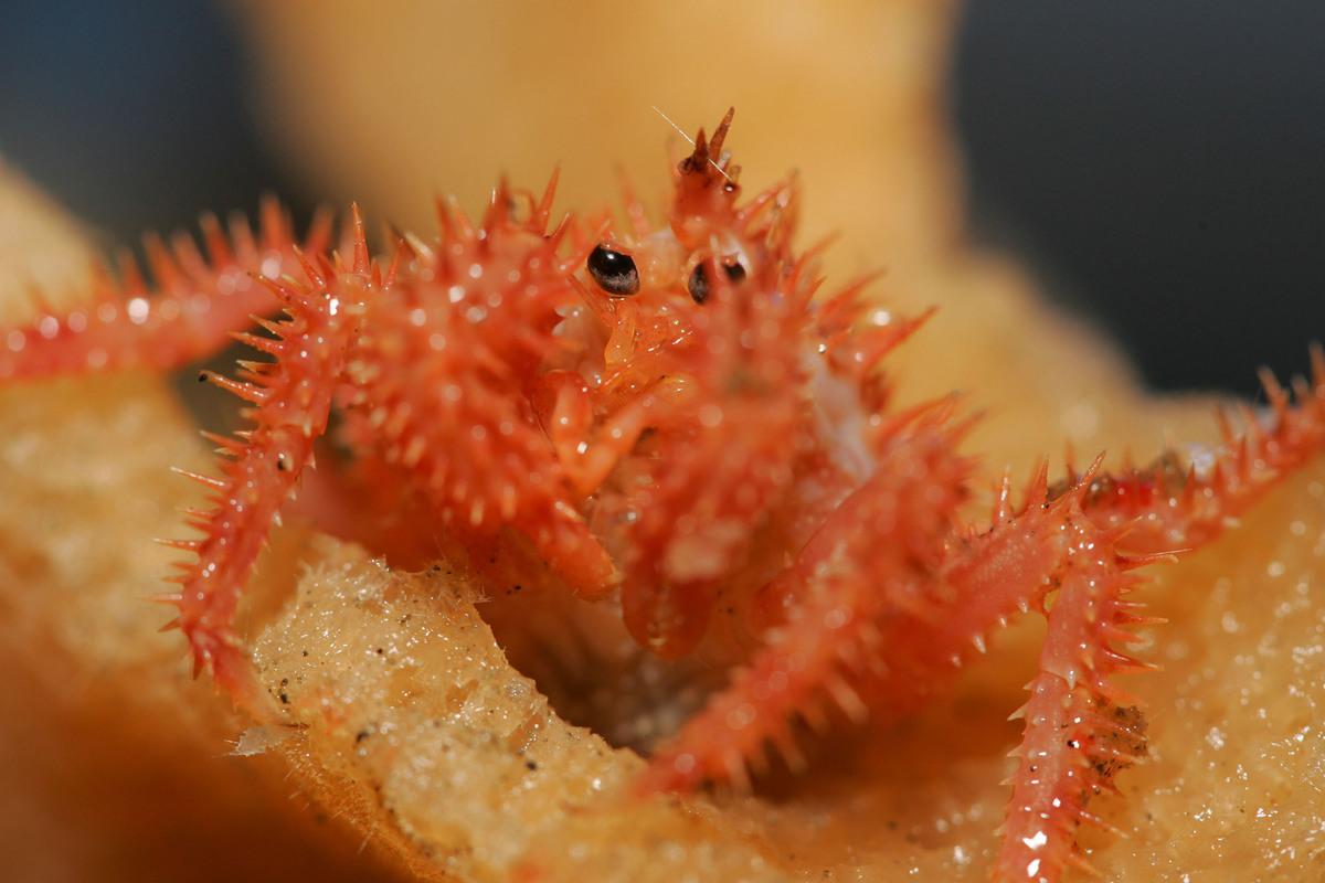 在海綿上的金色帝王蟹（golden king crab），綠色和平團隊於美國白令海珍珠峽谷進行海底研究時所發現。© Todd Warshaw / Greenpeace