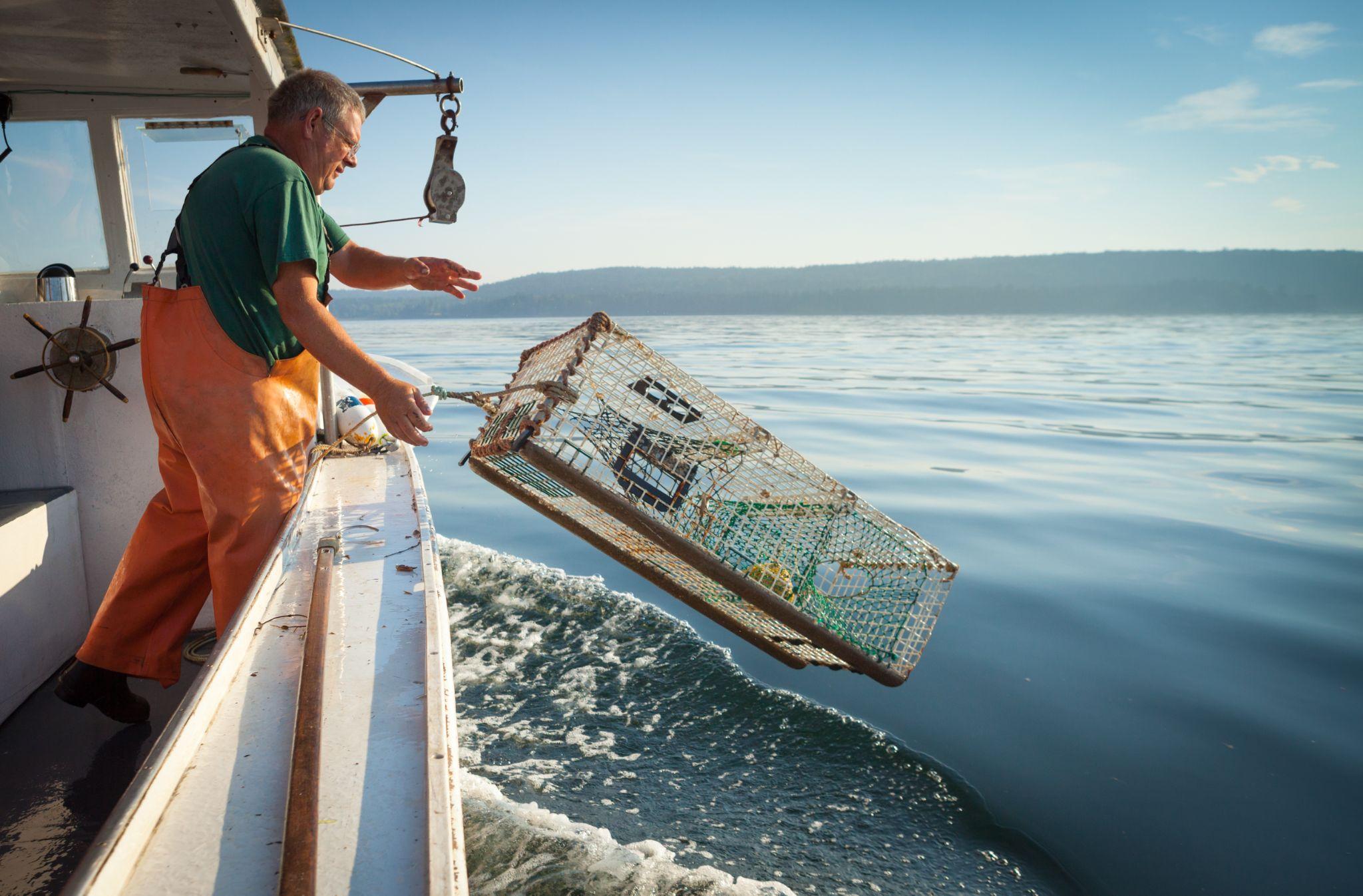 龍蝦漁民在美國緬因州設置數百萬個捕蝦籠，對瀕危北大西洋露脊鯨及其他海洋生物構成威脅。© spwidoff / shutterstock.com